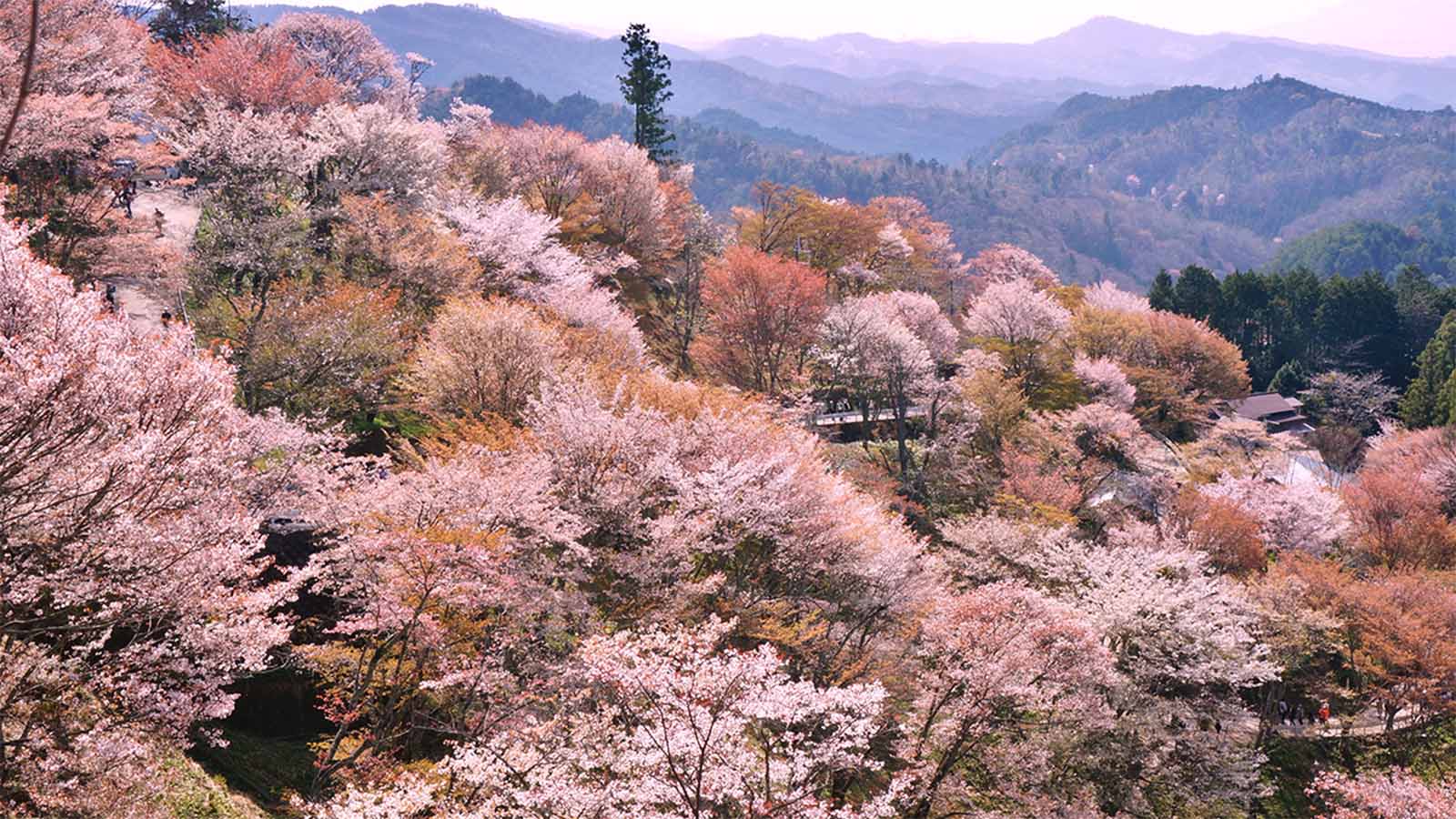 Yoshino virtual reality tour