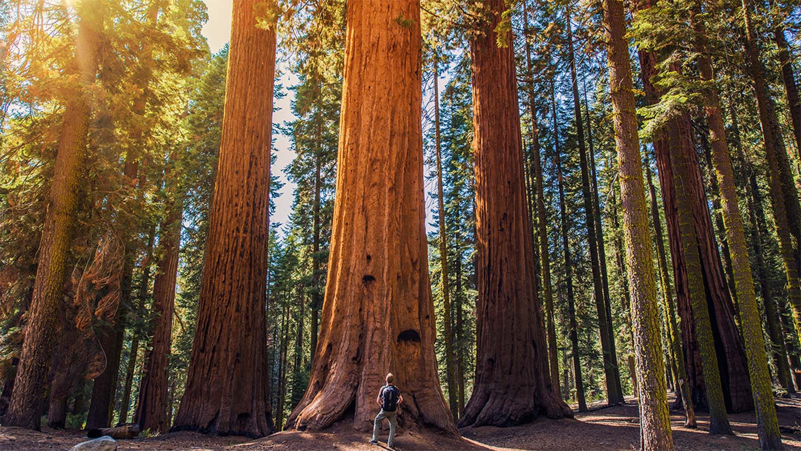 Sequoia National Park virtual reality tour